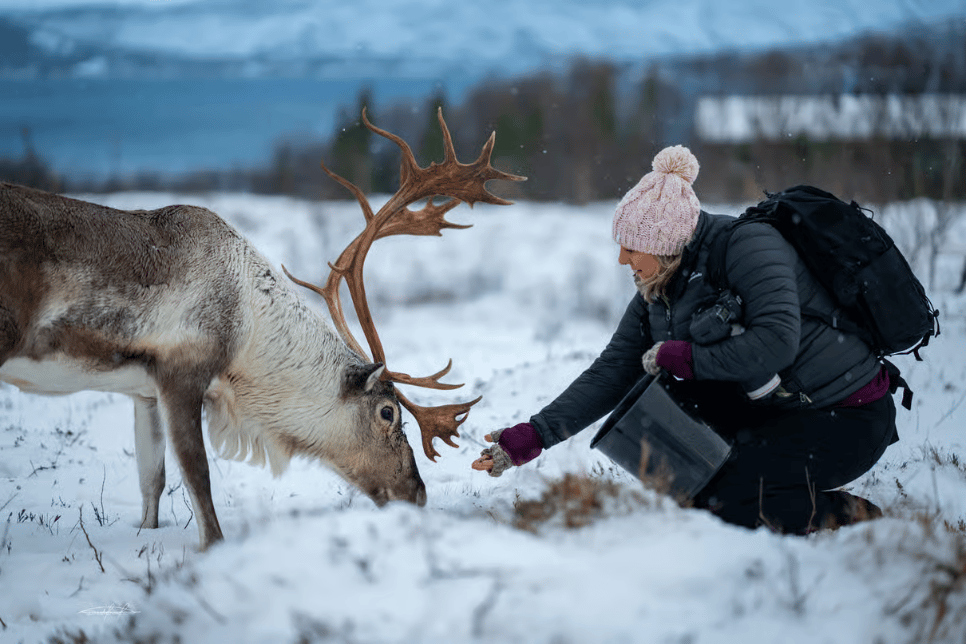 Tromsø: Reindeer Feeding & Sami Culture Experience photo 7