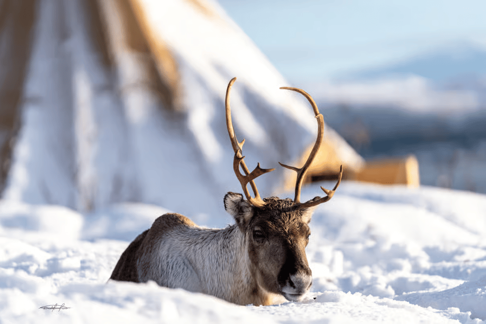 Tromsø: Reindeer Feeding & Sami Culture Experience photo 9