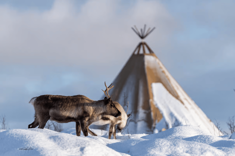 Tromsø: Reindeer Feeding & Sami Culture Experience photo 3