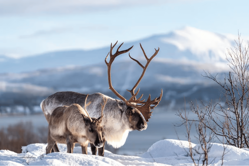 Tromsø: Reindeer Feeding & Sami Culture Experience photo 14