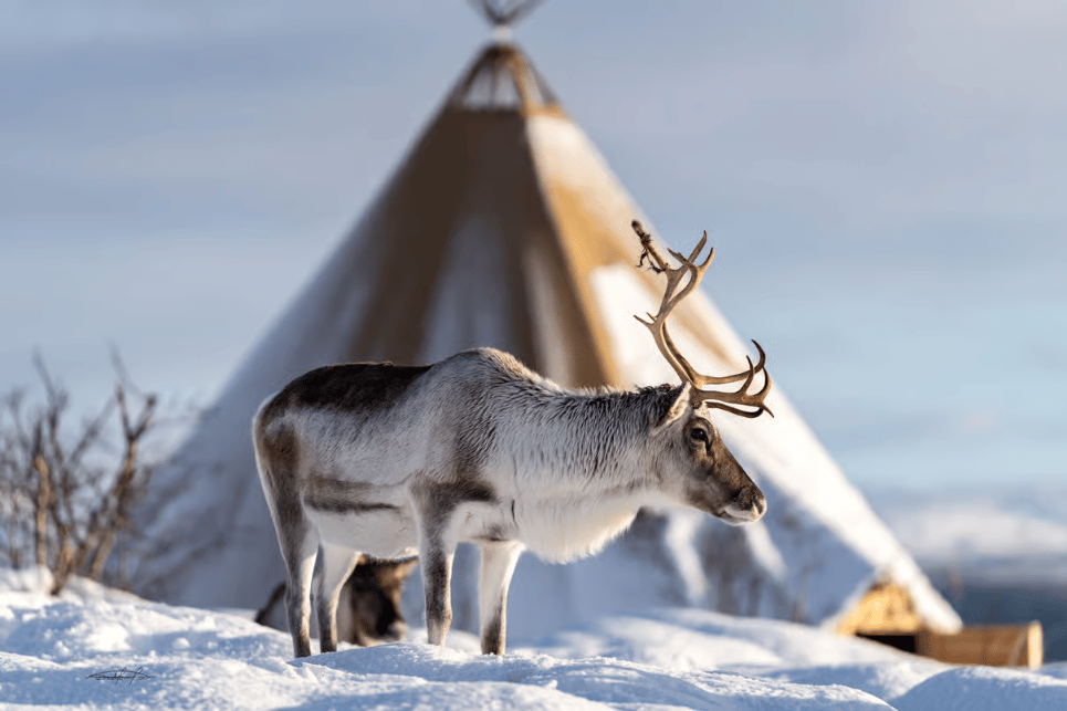 Tromsø: Reindeer Feeding & Sami Culture Experience photo 5