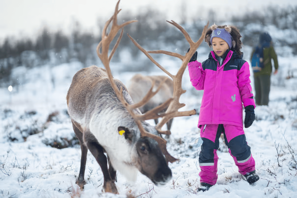Tromsø: Reindeer Feeding & Sami Culture Experience photo 6