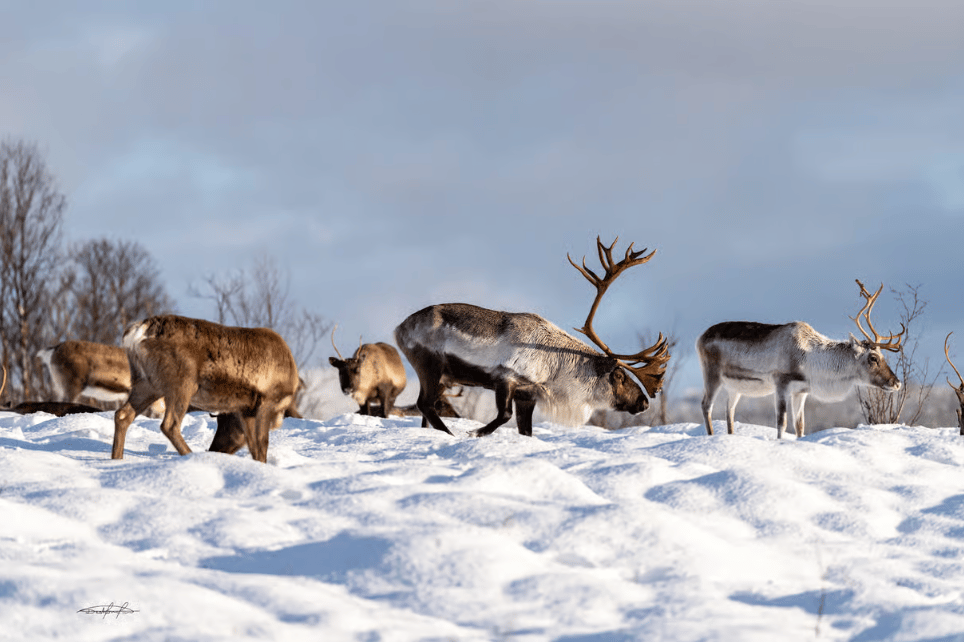 Tromsø: Reindeer Feeding & Sami Culture Experience photo 4