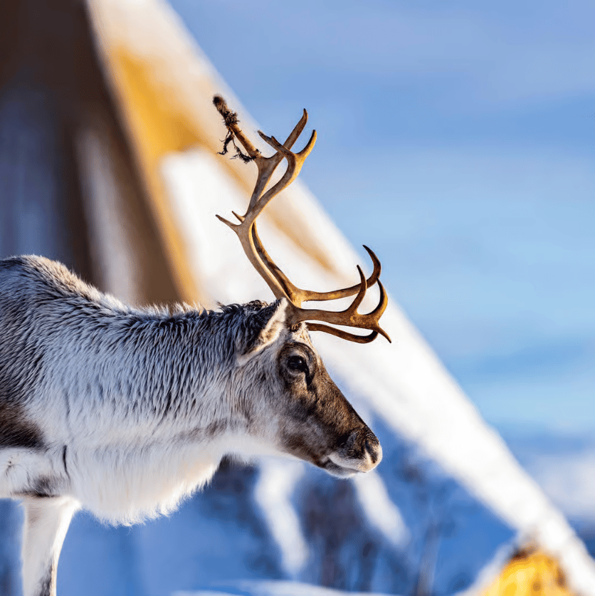Tromsø: Reindeer Feeding & Sami Culture Experience